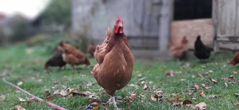 wiejskie-ekologiczne-jajka-wolny-wybieg-dowoz-przepyszne-jaja-bez-gmo-big-1