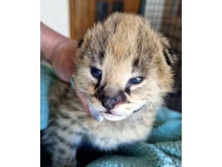 Serwal afrykański, Serval, Leptailurus serval